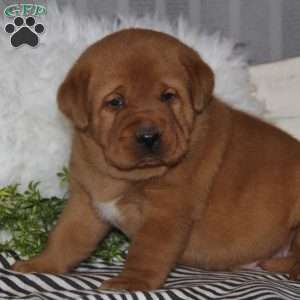 Cyrus, Fox Red Labrador Retriever Puppy